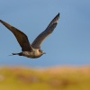 Chaluha prizivna - Stercorarius parasiticus - Parasitic Jaeger 6869